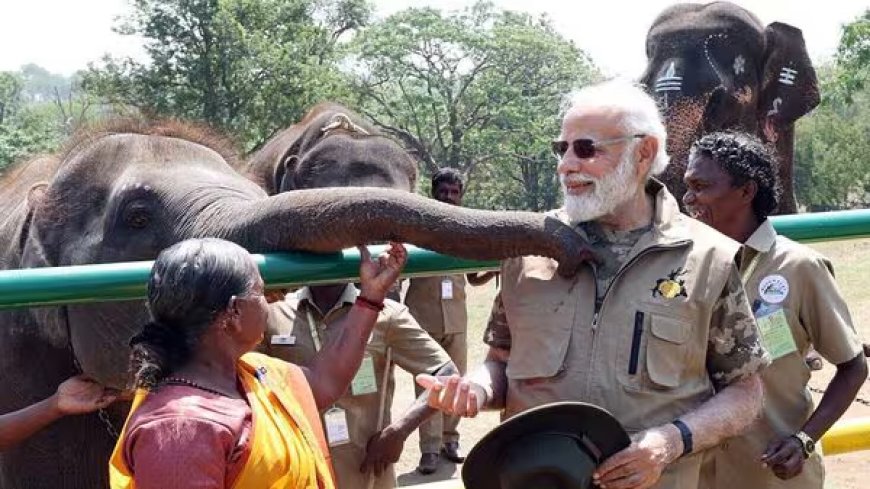 ఏనుగుల సంరక్షణ అభినందనీయం