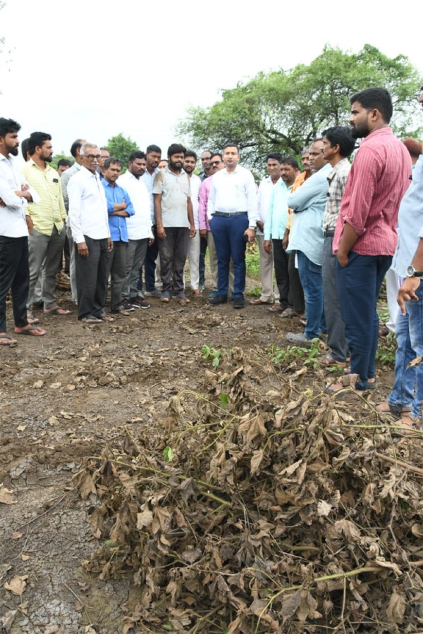 భారీ వర్షాల నష్టం పంట పొలాలు, ఇళ్లను పరిశీలించిన కలెక్టర్​